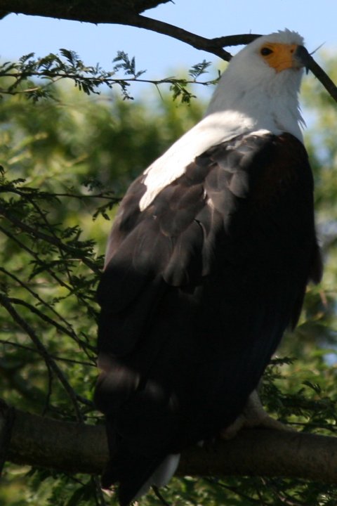 African fisheagle