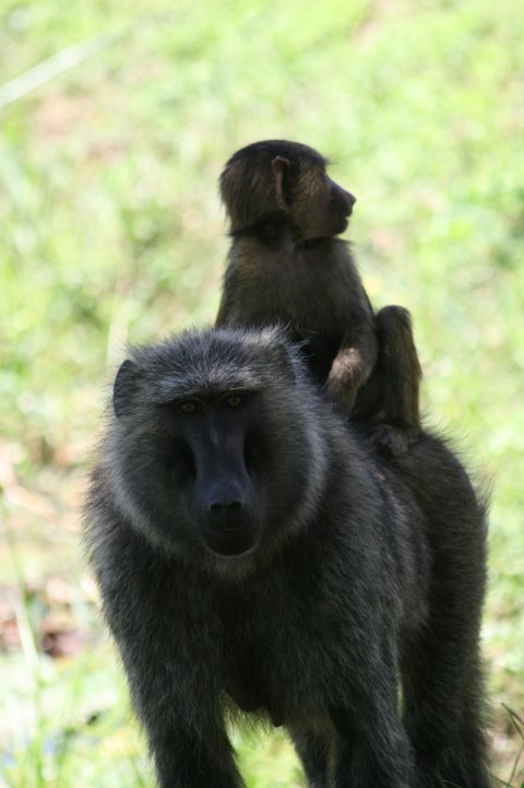 Bavianen moeder met kleintje