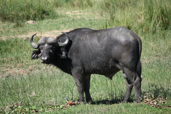 Een mannetjes buffel