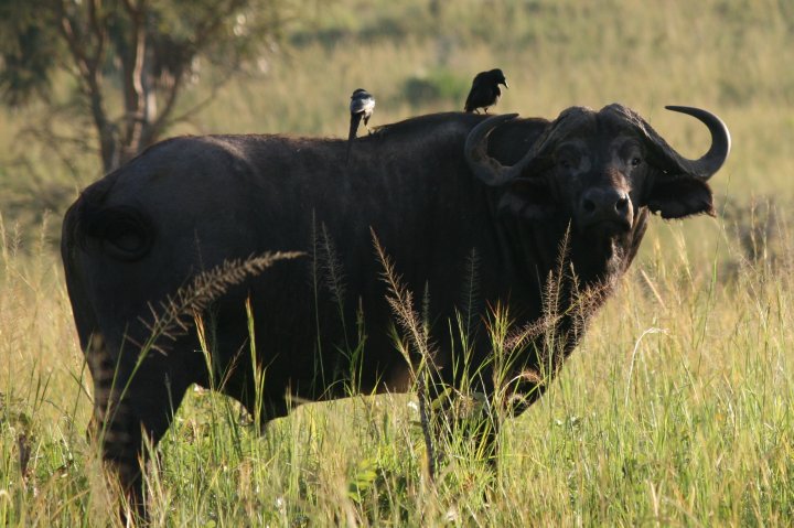 Een buffel met twee bug picker op zijn rug