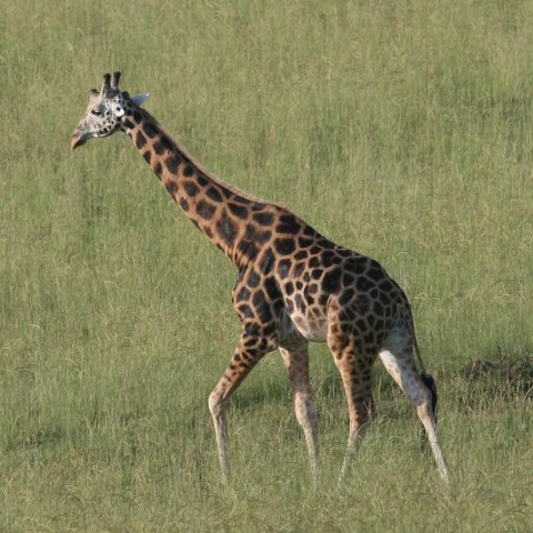 Een mannetjes giraf, deze zijn donkerder.