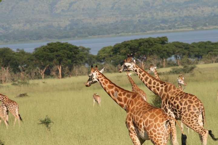 Heel veel giraffen die op het gemak op zoek zijn naar eten