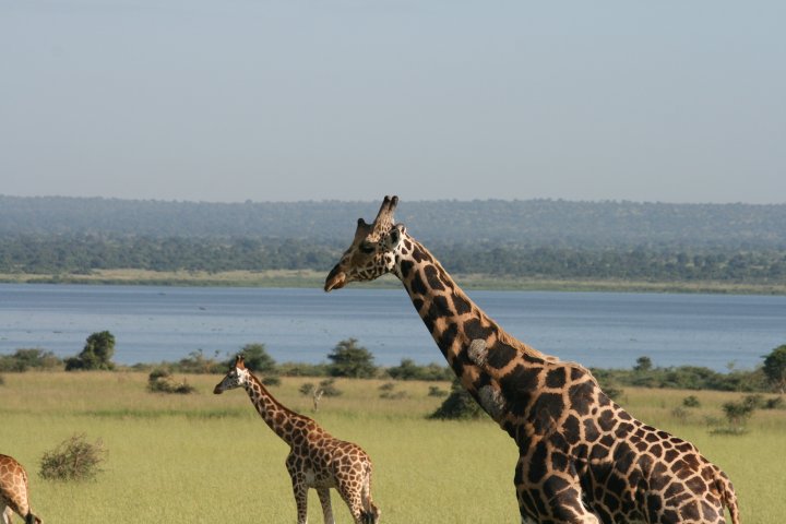 Giraffen met op de achtergrond de Nijl