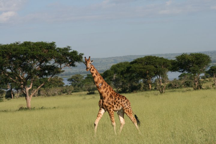 Giraf in draft over de savane