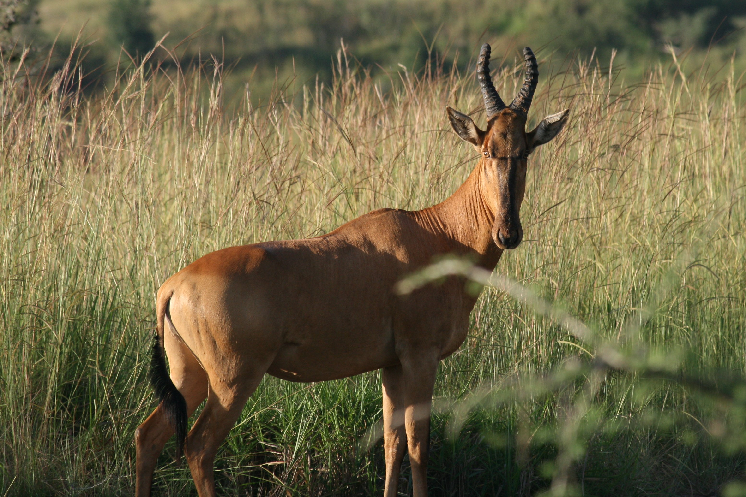 Een hartebeest.