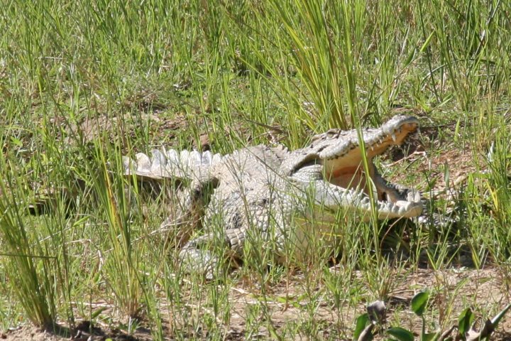 Een krokodil die aan het opwarmen is.