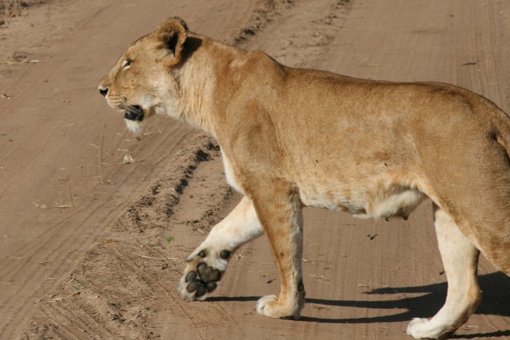 Overstekende leeuwin.