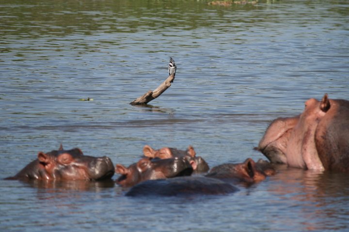 IJsvogel op een tak achter een kudde nijlpaarden