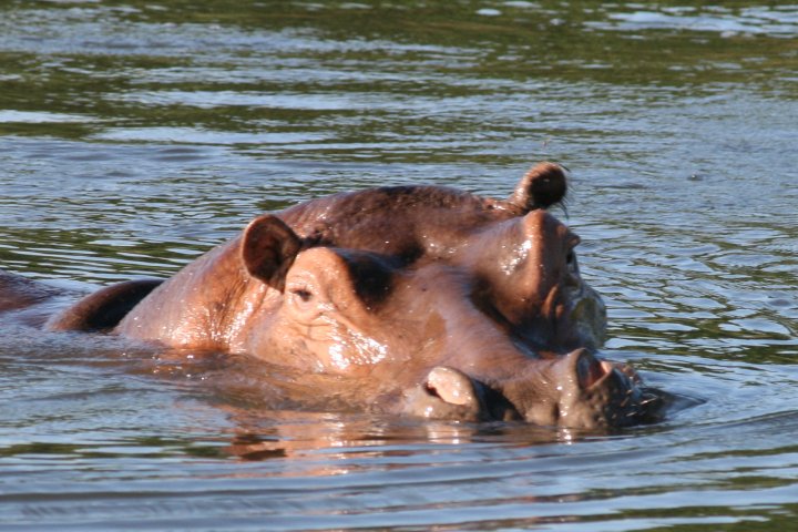 Ook de nijlpaard ogen zijn op ons gericht.