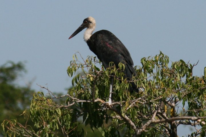 Een ooievaarachtige.