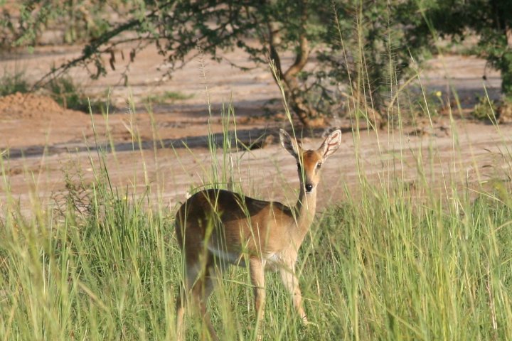 Het andere veel voorkomende bokje, de oribie