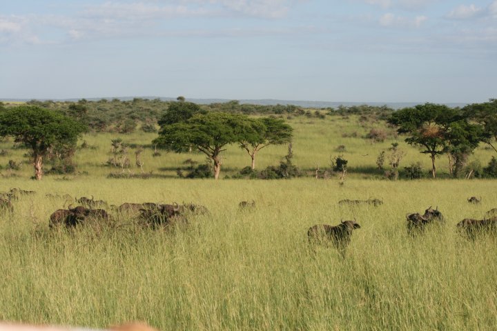 De savane met een kudde buffels.