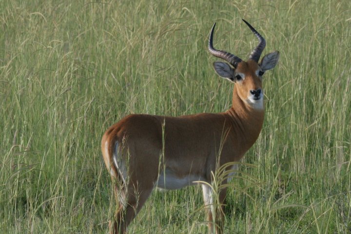 Uganda Kob, de impala van Oeganda.