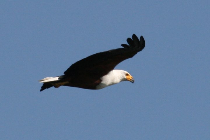 Vliegende fish eagle
