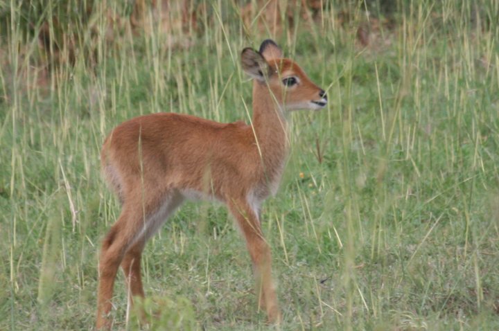 Baby Uganda Kob
