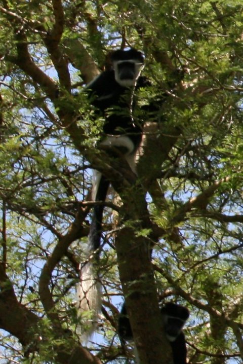 Black & white colobus apen