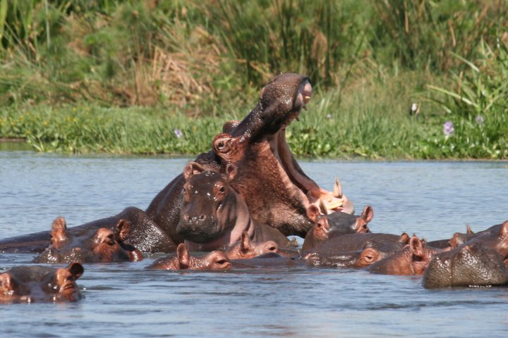 Nijlpaard met open bek, daar net voor een baby nijlpaardje