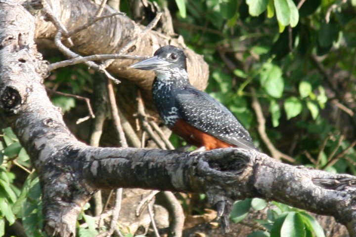 Giant kingfisher