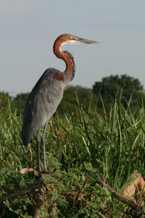 goliath reiger.