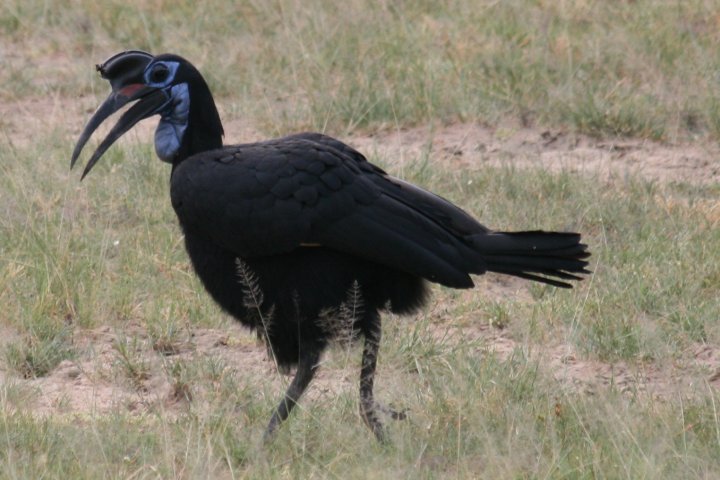 Vrouwtje van de ground hornbill, blauwe bef
