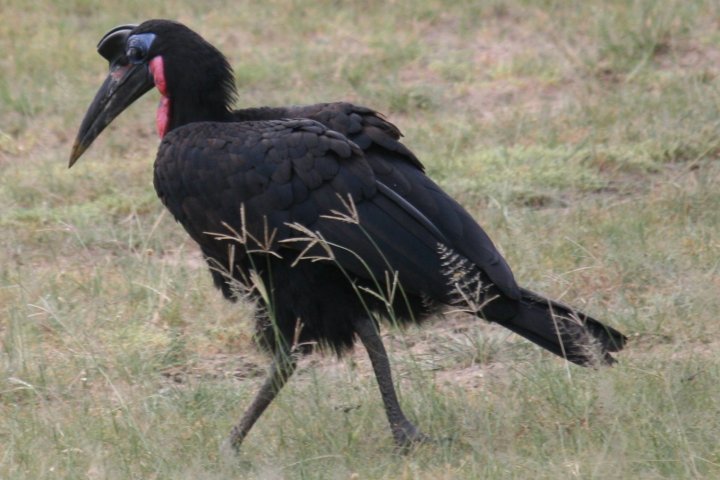 Mannetjes van de ground hornbill, rode bef.