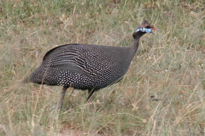 Helmeted Guineafowl