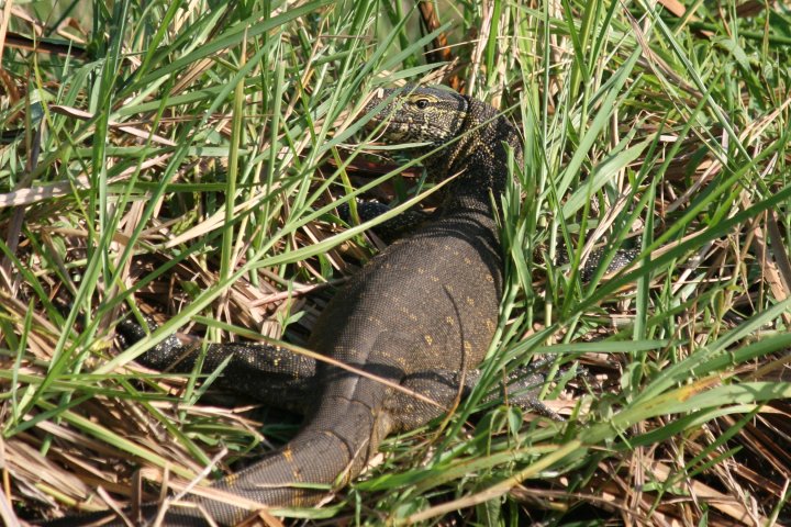 Een of ander reptiel