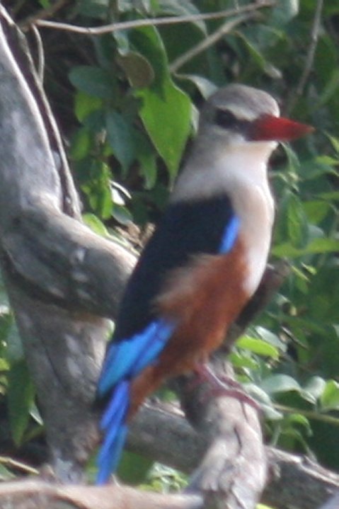 Malachite kingfisher? maar dan met een witte kop? ipv blauw.