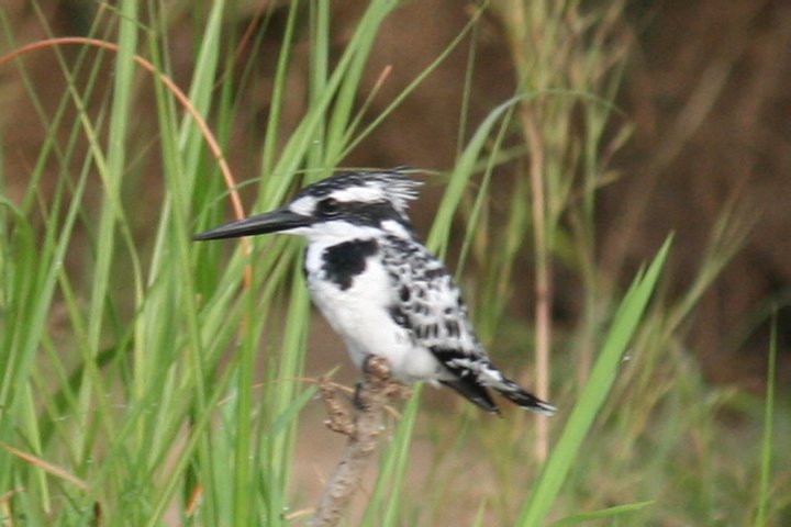 Pied kingfisher