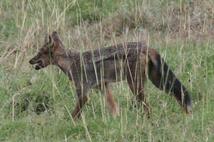 Side striped jackal