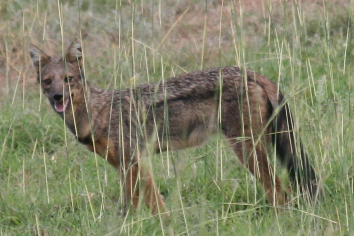 Side striped jackal, gespot door Ramon
