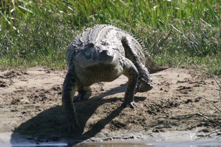 Krokodil in actie om in het water te komen.