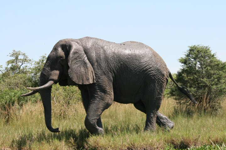 Olifant die net een bad genomen heeft