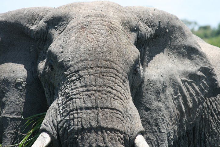 Olifant hoofd van dichtbij