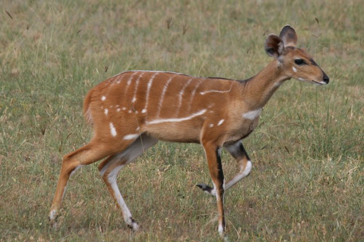Bosbok, niet vaak gezien.