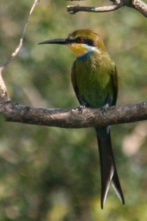 Een van de vele kleine vogels die we gezien hebben, iets van een sunbird of een bee eater.