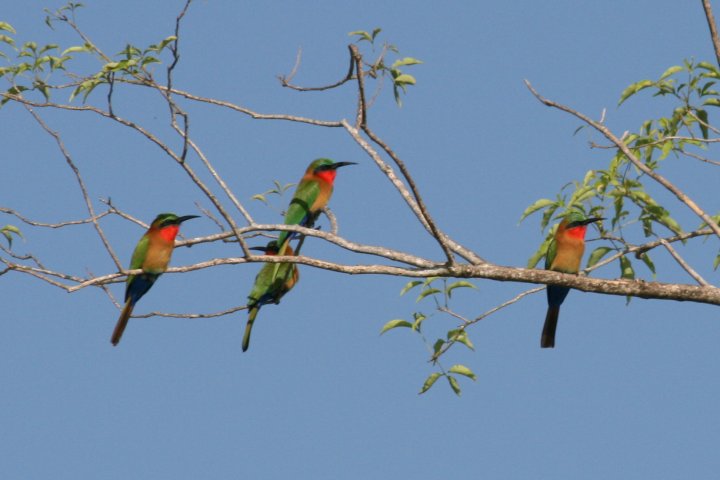 Een setje bee eaters