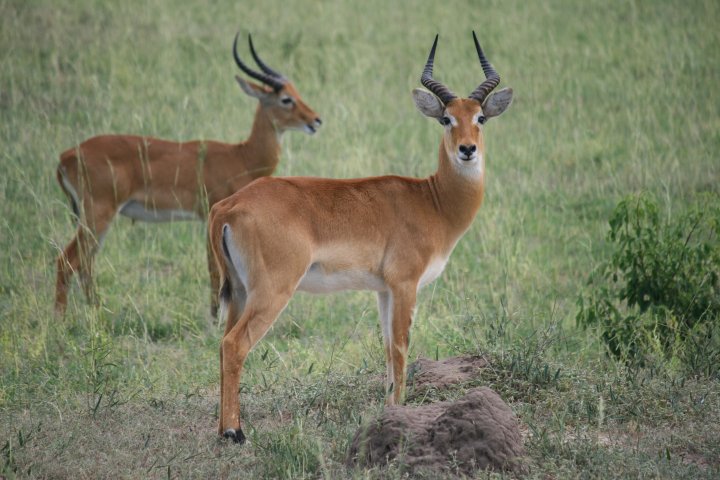 Uganda Kob