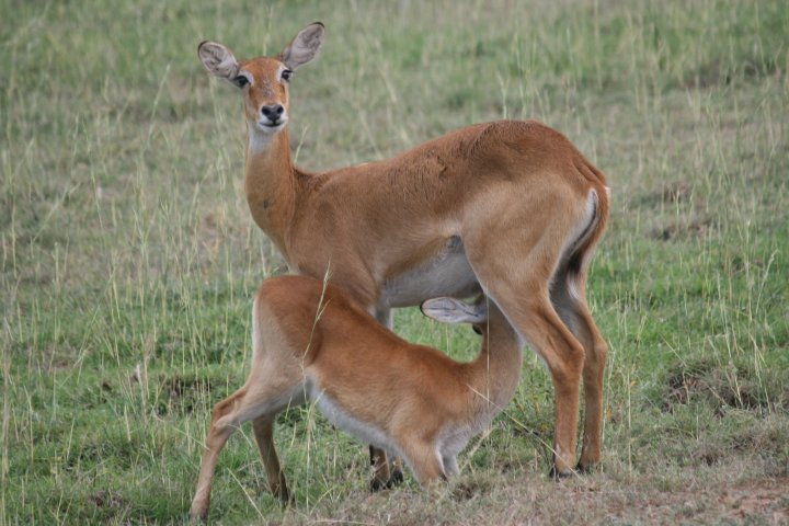 Uganda kob moeder met drinkend jong