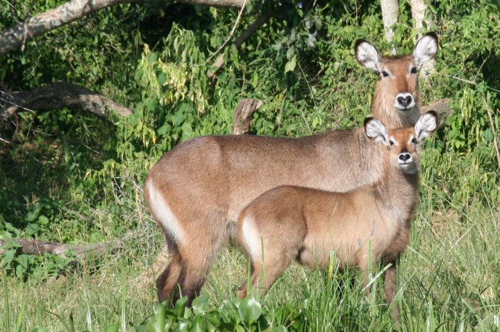 Poserende waterbokken, moeder met jong