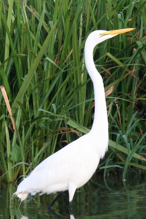 Great Egret