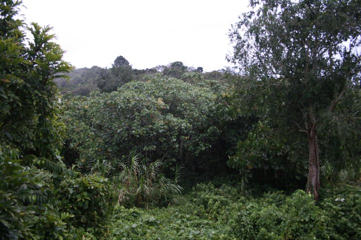 Uitzicht vanuit mijn hutje in Chimpsnest, Kibale forest.