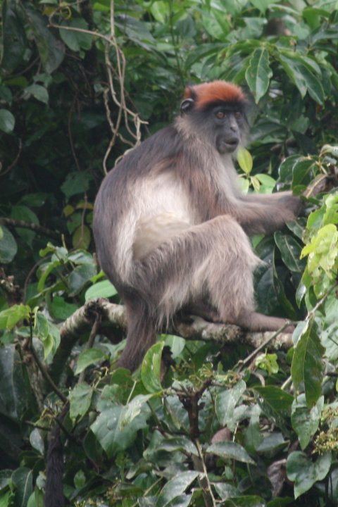 red colobus monkey
