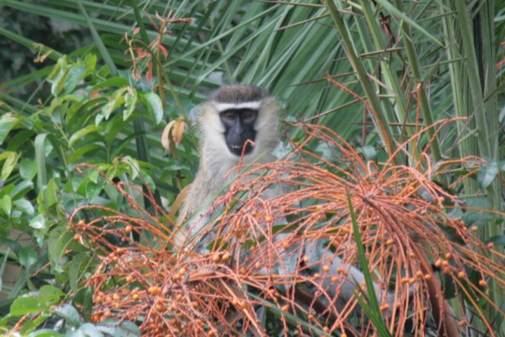 Black face velvet aap