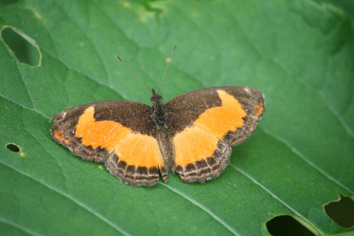 Een van de vele vlinders die we gezien hebben