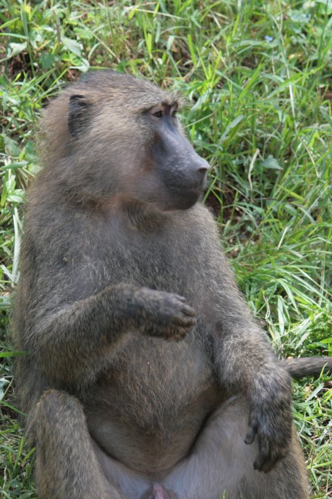 Baviaan die op zijn gemak naar ons zit te kijken
