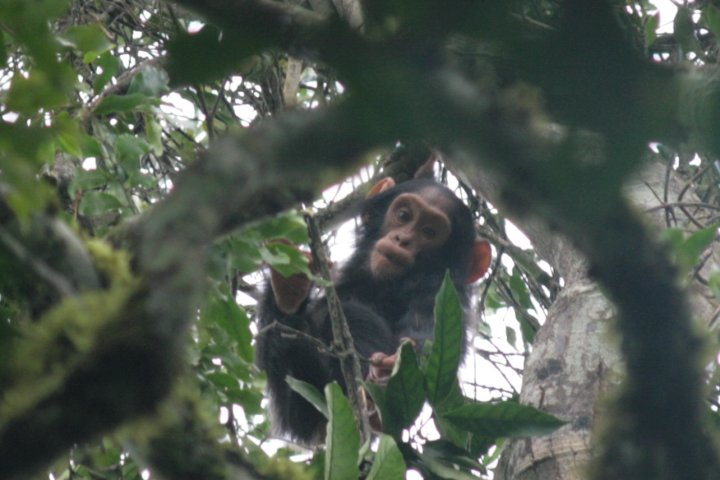 Baby chimp hoog in de boom, naar ons glurend.
