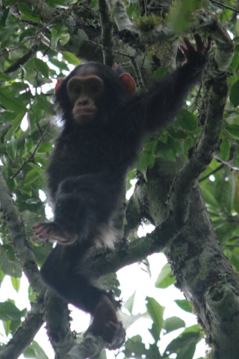 Gewoon aan 1 arm hangend