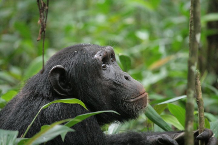 Kijkt wat om zich heen, maar stoort zich nauwelijks aan onze aanwezigheid