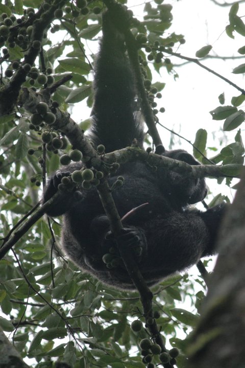 Chimpansee in de vruchtenboom.